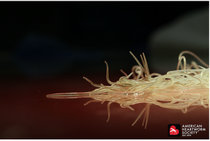 a cluster of heartworms inside a dog